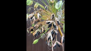 How to sow Agapanthus Seed 2 Minute Tips [upl. by Dhiman490]