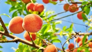 PEACH TREES  TIME LAPSE  Slide Show How to Grow Peaches [upl. by Yur710]