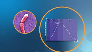 Bacterial Growth in the Lab [upl. by Aniraad]