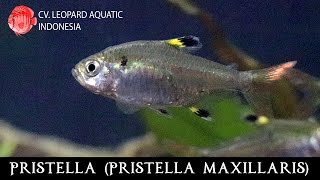 Pristella maxillaris The STUNNING XRAY FISH Leopard Aquatic C021A [upl. by Ahsym]