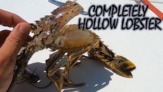 How Lobster Shed Their Shell and Grow [upl. by Ole334]