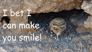 Cutest Burrowing Owl Ever [upl. by Strain]