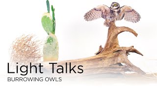 Light Talks Burrowing Owls [upl. by Skylar961]