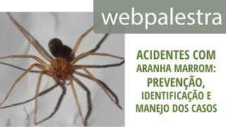 Webpalestra  Acidentes com aranha marrom prevenção identificação e manejo dos casos [upl. by Leicam]