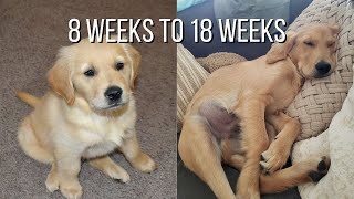 Life With A Golden Retriever  Puppy From 8 Weeks To 18 Weeks [upl. by Cudlip564]