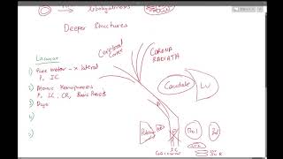 3 Lacunar Strokes [upl. by Lihka]