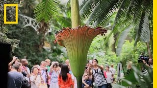 The Corpse Flower Behind the Stink  National Geographic [upl. by Hoon481]