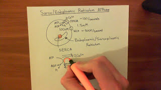 The Sarco  Endoplasmic Reticulum Calcium ATPase SERCA Part 1 [upl. by Nwahc]