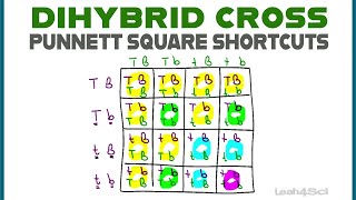 Dihybrid Cross Punnett Squares  MCAT Shortcut Mendelian Genetics Part 2 [upl. by Ponce670]