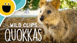 Happy Quokka Smile  Wild Clips Sesame Studios [upl. by Iverson]