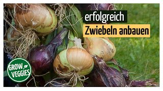 Zwiebeln erfolgreich anbauen  Gemüseanbau im Garten [upl. by Halehs]