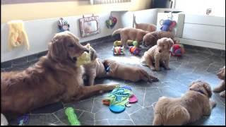 Golden Retriever Puppy Cam Live Stream [upl. by Einnalem]