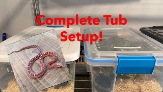 NEW SCALELESS CORN SNAKE  Setup  Updates [upl. by Brenn102]