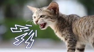 Male Cat Mating Call  Female Kitten Sound  Female Cat Calling For Male [upl. by Aramenta665]