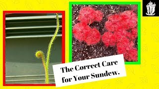 Sundew Care  How to Care for a Sundew [upl. by Netnerb]