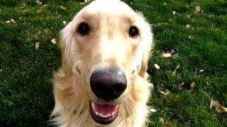 LOVEABLE Golden Retriever playing barking and having fun [upl. by Denison]