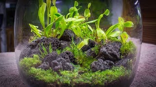 The Venus Fly Trap Terrarium [upl. by Johnstone]