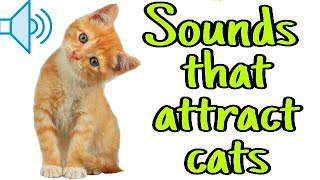 Sounds that attract cats  Meow to make cats come to you [upl. by Farr670]