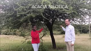 Acacia Nilotica tree important Health Benefits [upl. by Ecerahs]