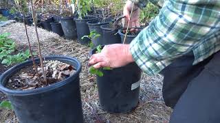 Harvesting Propagating Apple Rootstocks from Root SuckersBen Kotnik [upl. by Leslee347]