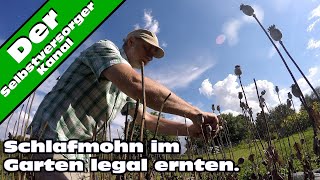 Schlafmohn im Garten legal anbauen Die Ernte [upl. by Hannibal699]