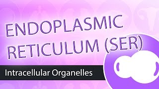 Intracellular Organelles Smooth Endoplasmic Reticulum SER [upl. by Naujat]