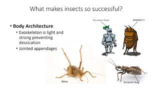 Introduction to Entomology [upl. by Niwde]