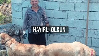 Köpek nasıl eşleşir [upl. by Anirad709]