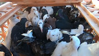 I Bought over 100 Pigeons at an Auction Great Deals [upl. by Haroved]