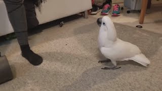 Funny Cockatoo Compilation  feat Chief The Cockatoo [upl. by Chancellor51]