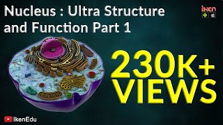 Nucleus Ultra structure and Function  Part 1  CBSE  ICSE  iKen  iKen Edu  iKen App [upl. by Taima]