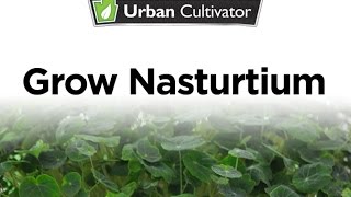 How to Grow Nasturtium Indoors  Urban Cultivator [upl. by Zebadiah]