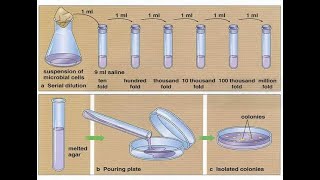 Serial dilutions and pour plate technique [upl. by Francene907]