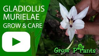 Gladiolus murielae  grow amp care Abyssinian gladiolus [upl. by Annaoi564]