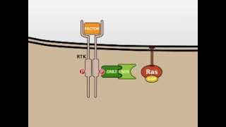 The MAP Kinase MAPK signalling pathway [upl. by Oenire]