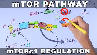 mTOR Pathway and its Regulation [upl. by Naesad]