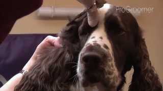 Grooming Guide  English Springer Spaniel  ShowCompetition  Pro Groomer [upl. by Plusch]