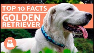 What to Know About Golden Retrievers  Top 10 Facts [upl. by Irrehs806]