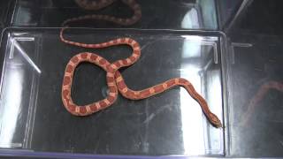 Corn Snake feeding [upl. by Avis]