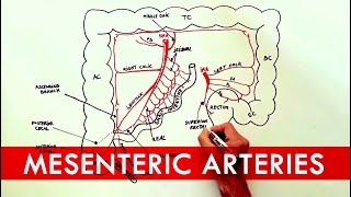 Anatomy tutorial  The Mesenteric Arteries [upl. by Amikan]