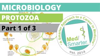 Protozoa  Microbiology  USMLE STEP 1  Part 1 of 3 [upl. by Peadar]