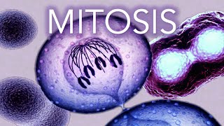 MITOSIS  MADE SUPER EASY  ANIMATION [upl. by Elbon]