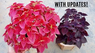 SIMPLEST Way To Make Coleus BUSHY amp More Colorful [upl. by Macilroy]