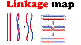 Linkage map  gene mapping [upl. by Akcirred]