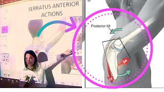 Serratus Anterior Applied Anatomy amp Kinesiology [upl. by Yelrehs]