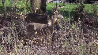 White Tail Deer Mating [upl. by Tamqrah90]