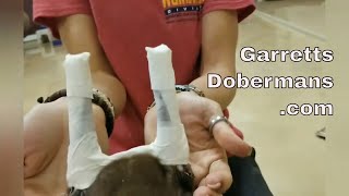 Simple Ear Wrap Procedure for Cropped Doberman Puppies [upl. by Ennis]