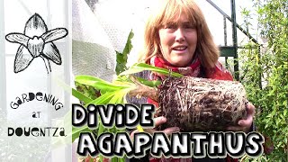 Dividing Agapanthus amp Tips for Flowering Stubborn Ones [upl. by Arvid]