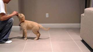 Peanut Golden Retriever at 10 weeks old doing tricks [upl. by Leihcim513]