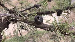 A whistling acacia tree [upl. by Sumner]